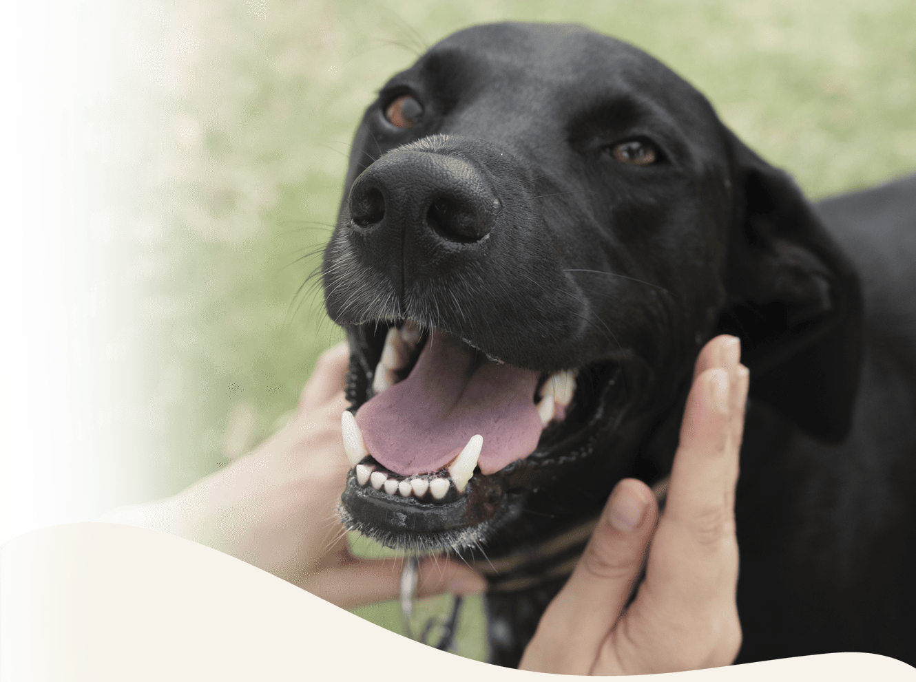 Castraciones y Limpieza dental en Panda veterinaria