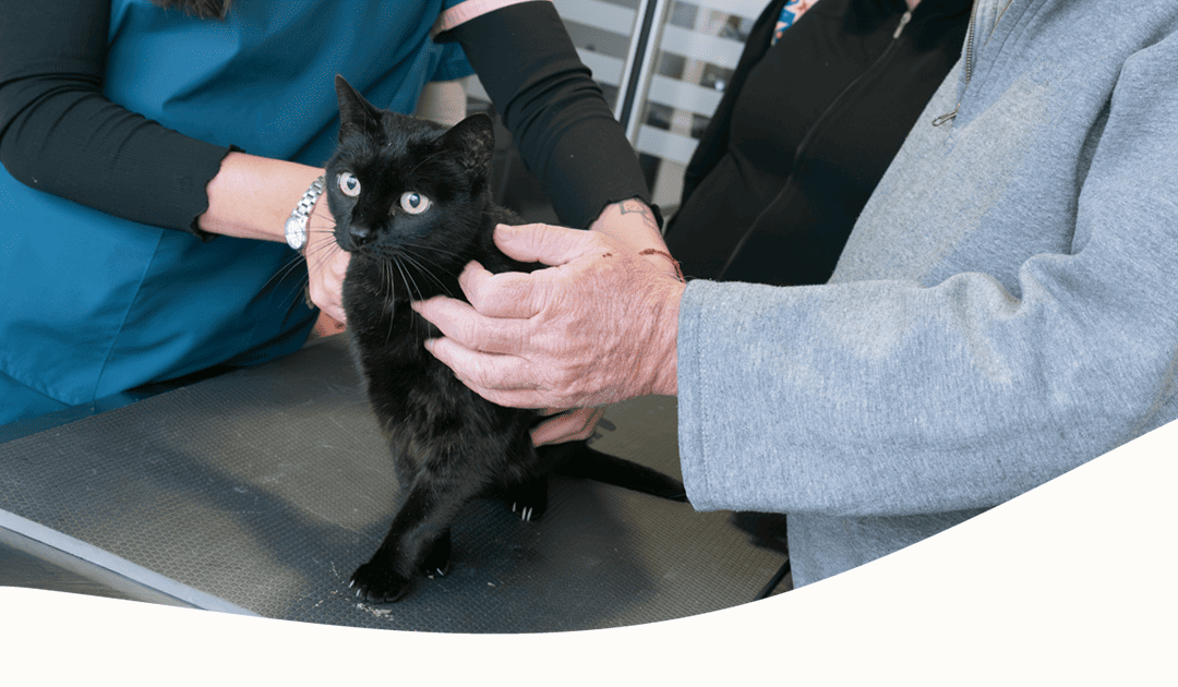 Especialidades Veterinarias en Alta Complejidad en Panda Veterinaria