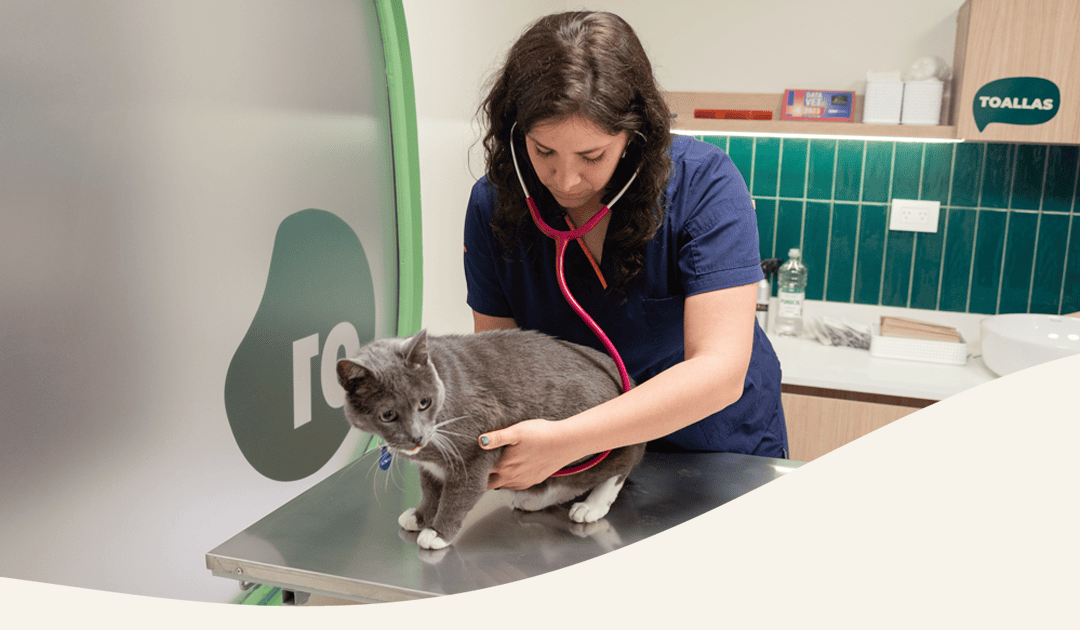 Panda veterinaria clinica veterinaria de alta complejidad