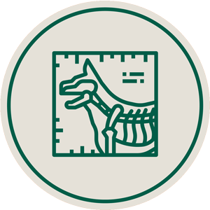 Radiografía en Panda Veterinaria